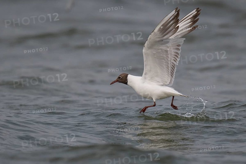 Black-headed gull (Chroicocephalus ridibundus) in summer plumage, flying above the sea surface, looking for small fish, near Hvide Sande, Ringkøbing Fjord, North Sea, Denmark, Europe