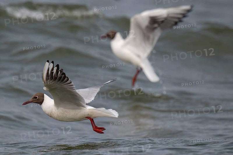 Black-headed gulls (Chroicocephalus ridibundus) in summer plumage, flying above the sea surface, looking for small fish, near Hvide Sande, Ringkøbing Fjord, North Sea, Denmark, Europe