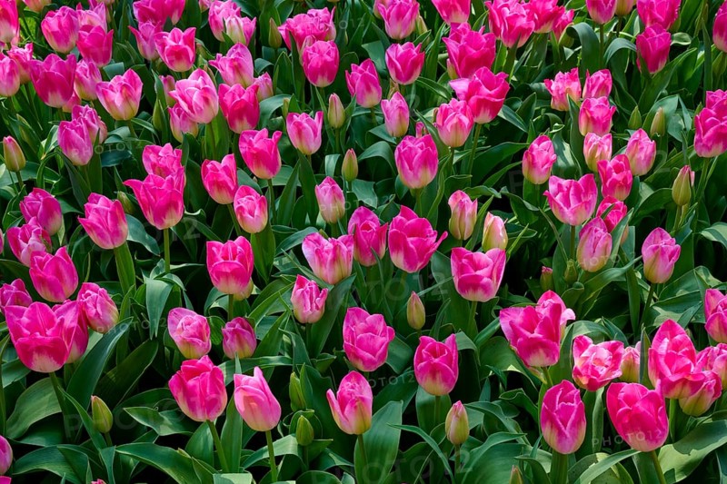 Pink tulips and buds in a dense, vibrant flowerbed, Keukenhof, Lisse, province of South Holland, Netherlands