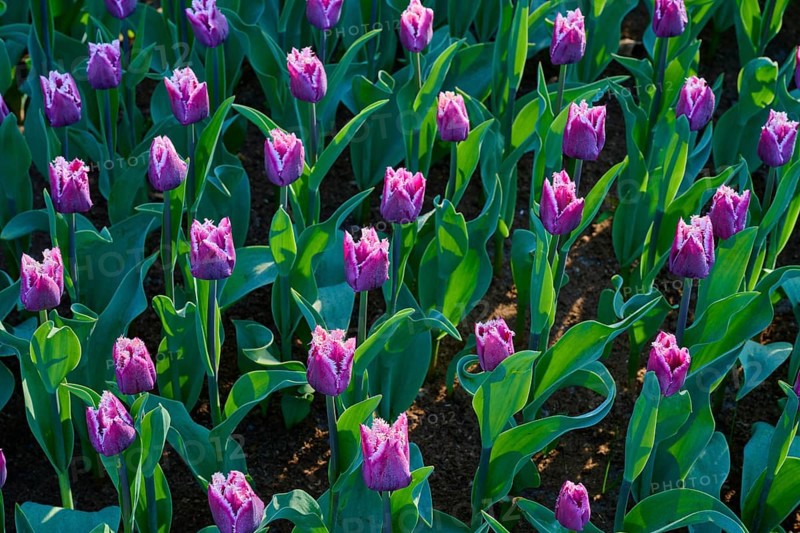 Purple tulips, geometrically arranged, glistening in the early morning light, Keukenhof, Lisse, province of South Holland, Netherlands