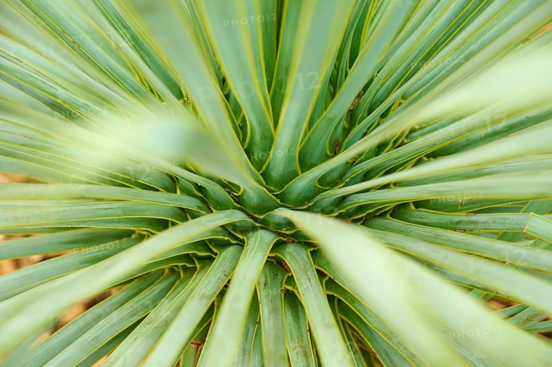 Green leaves of a plant in a detailed structure showing its beauty, Keukenhof, Lisse, province of South Holland, Netherlands