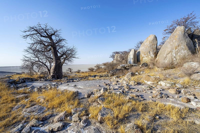 African baobab (Adansonia digitata), baobab and rocks overlooking the salt pan, Kubu Island (Lekubu), Sowa Pan, Makgadikgadi salt pans, Botswana, Africa