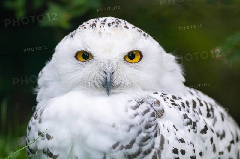 Snowy owl (Bubo scandiacus) sitting on the ground, Bavaria, Germany, Europe