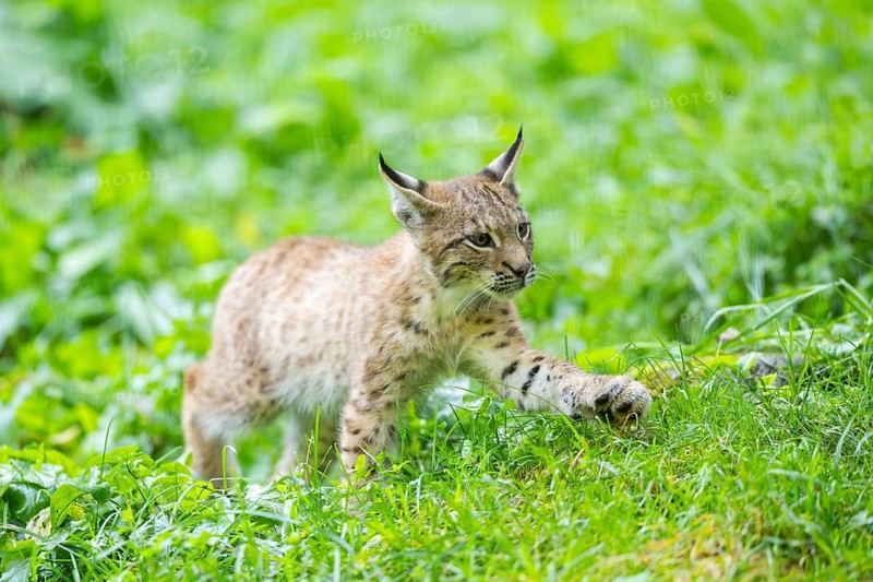 Eurasian lynx (Lynx lynx) youngster on a meadow, Bavaria, Germany, Europe
