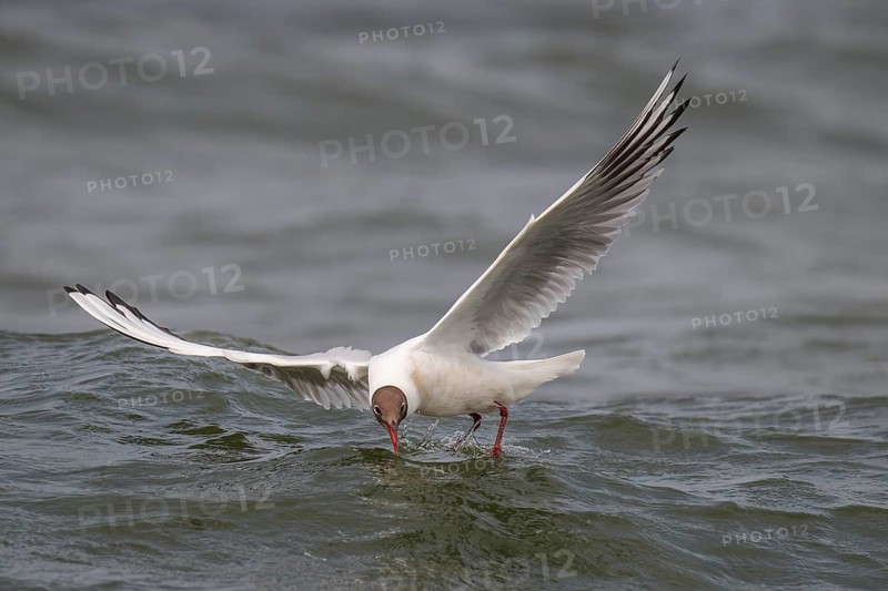 Black-headed gull (Chroicocephalus ridibundus) in summer plumage, flying above the water surface, looking for small fish, near Hvide Sande, Ringkøbing Fjord, North Sea, Denmark, Europe
