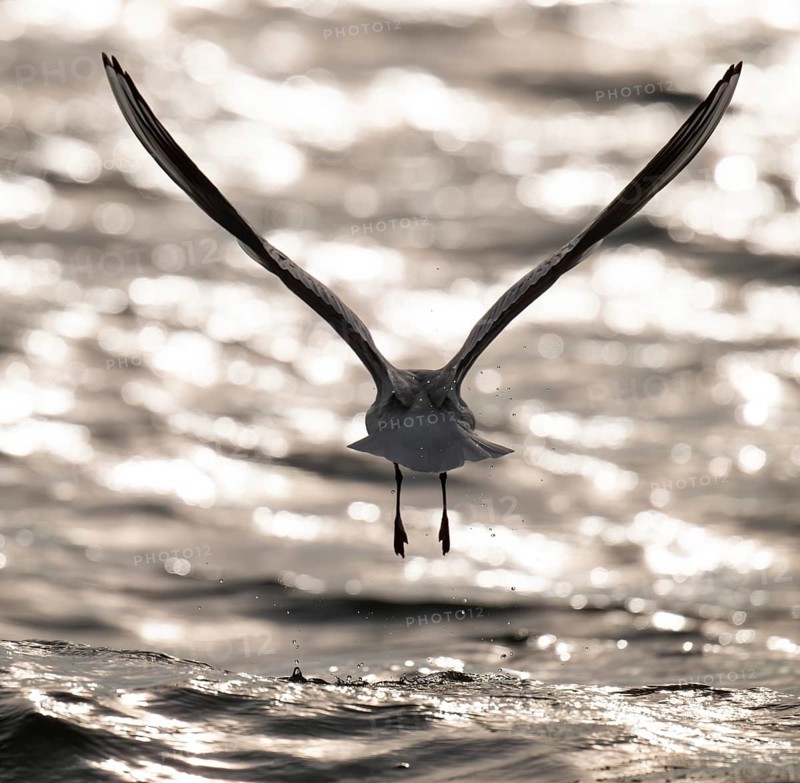 Black-headed gull (Chroicocephalus ridibundus) in summer plumage, flying above the sea surface, looking for small fish, near Hvide Sande, Ringkøbing Fjord, North Sea, Denmark, Europe