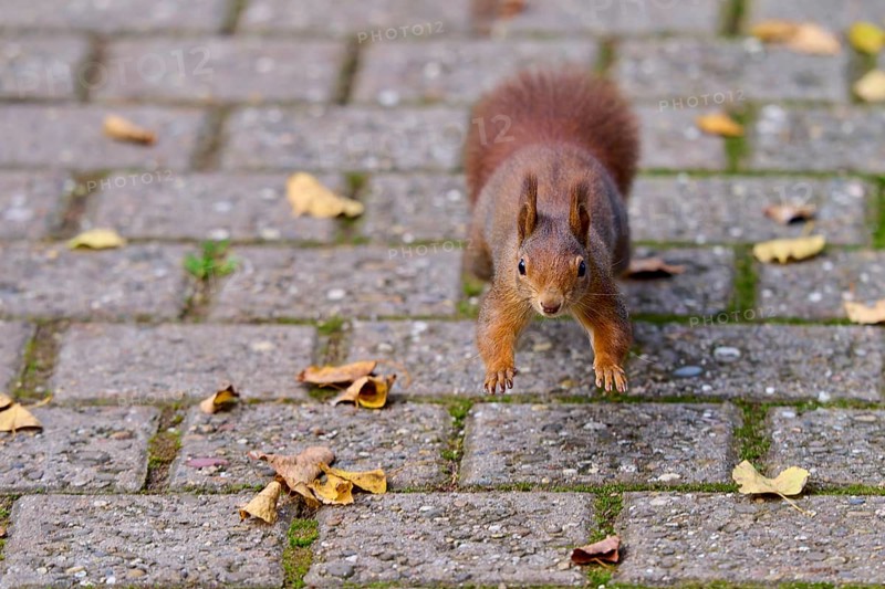 Eurasian squirrel (Sciurus vulgaris), jumping on a paved path covered with leaves, looking attentively, Germany, Europe