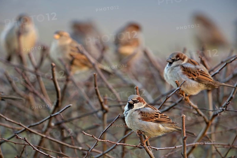 Sparrow gathering... House sparrows (Passer domesticus), sparrows sitting in a flock in a clipped hedge in the garden, flock of male and female birds, very well-known bird species that has become rare in many cities due to habitat loss, native birds, wildlife, nature, Lower Rhine, Rhine district Neuss, North Rhine-Westphalia, Germany, Western Europe, Europe