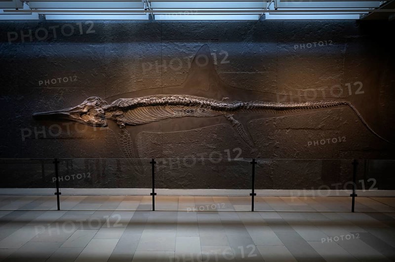 Interior photograph, young ichthyosaur Temnodontosaurus trigonodon, exhibition, excavation on slate, museum, Urwelt-Museum Hauff, Holzmaden, Baden-Württemberg, Germany, Europe