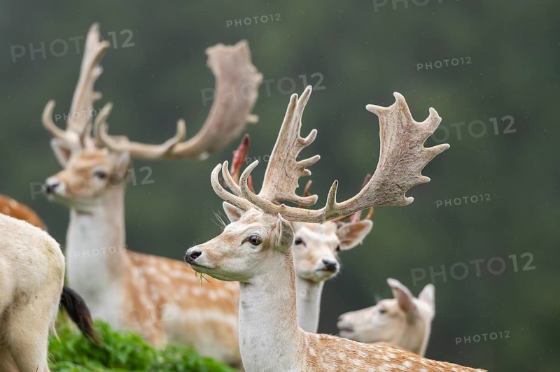 European fallow deer (Dama dama) stags on a meadow, tirol, Kitzbühel, Wildpark Aurach, Austria, Europe