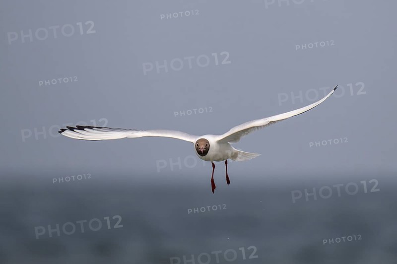 Black-headed gull (Chroicocephalus ridibundus) in summer plumage, flying above the sea surface, looking for small fish, near Hvide Sande, Ringkøbing Fjord, North Sea, Denmark, Europe