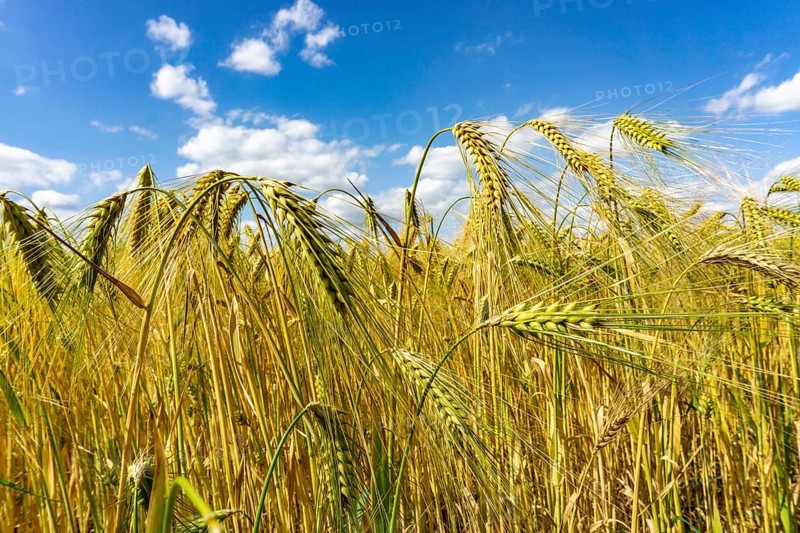 Grain field, in front of harvest, barley, near Bottrop-Kirchhellen, North Rhine-Westphalia, Germany, Europe