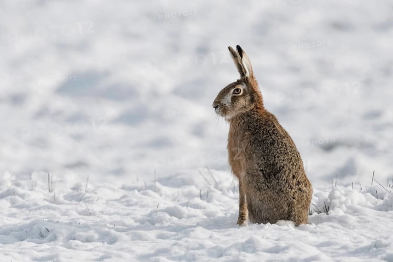 Sitting upright... European hare (Lepus europaeus), hare sitting in a field in the snow, obviously distrustful of the situation, looking, pricking up its ears, native nature in the Lower Rhine region, Rhineland, North Rhine-Westphalia, Germany, Western Europe, Europe
