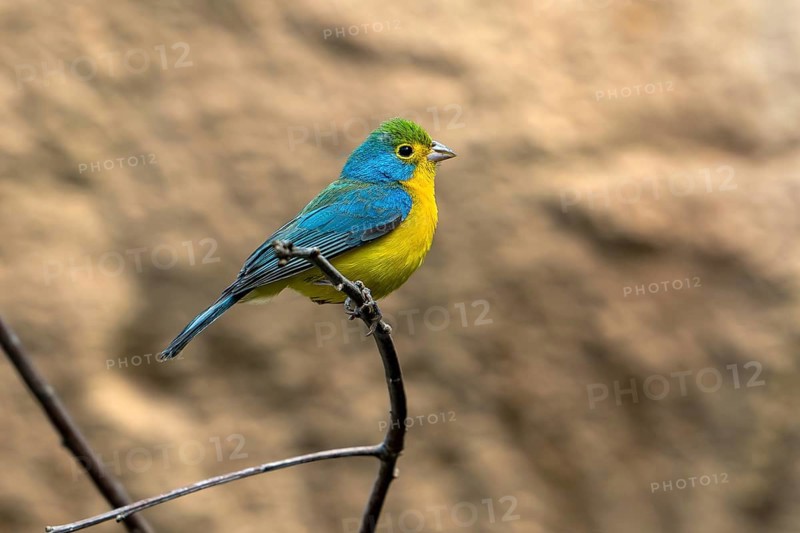Orange-breasted bunting (Passerina leclancherii) adult male, tropical passerine endemic to Mexico