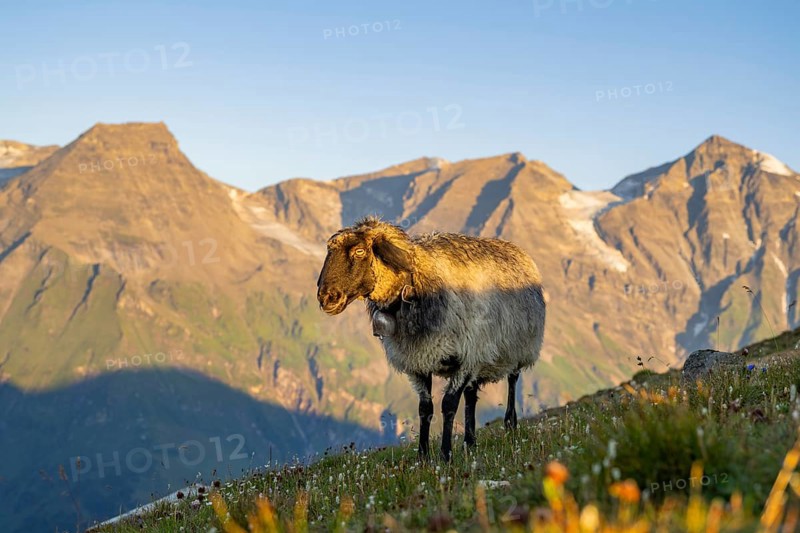 Domestic sheep (Ovis orientalis aries) at sunrise in the Mountains at Hochalpenstraße, Pinzgau, Salzburg, Austria, Europe