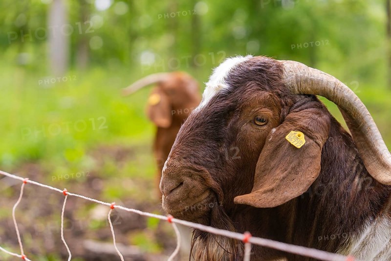 Close-up of a brown goat's head with ear tag and horns against a background of greenery, Gechingen forest pasture, compensation project for the Hermann Hesse railway to create ecological habitats for endangered species, Calw district, Germany, Europe