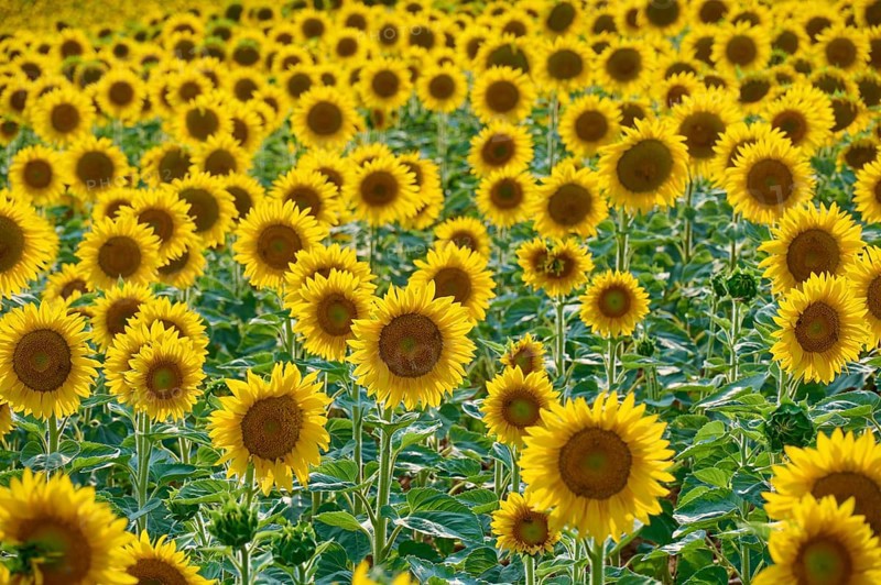 Sunflower field in close-up with intense yellow and green colours, summer, Thüngen, Main Spessart district, Bavaria, Germany, Europe