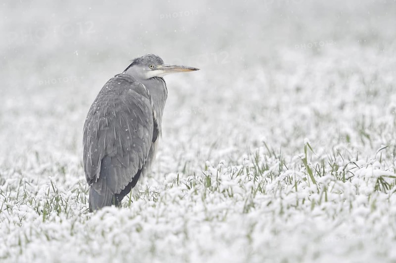 Grey heron (Ardea cinerea) stands in winter in heavy snowfall on a snow-covered meadow, in a field, winter wheat field, protects itself against the wet cold, seems to freeze, looks funny, native wildlife in winter, native nature, Bislicher Insel, district Wesel, Lower Rhine, North Rhine-Westphalia, Germany, Western Europe, Europe
