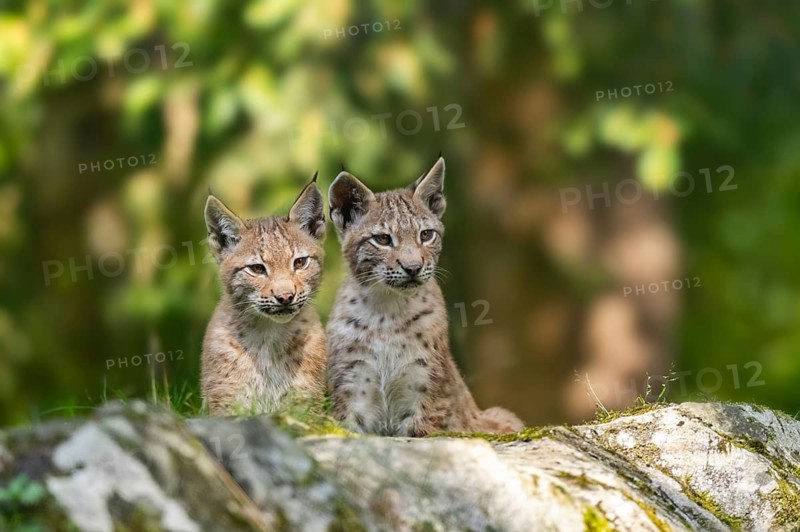Eurasian lynx (Lynx lynx) youngsters on a rock, Bavaria, Germany, Europe