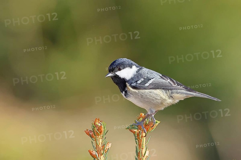 Fir tit (Parus ater), sitting on the top of a young spruce, European spruce (Picea abies), Wilnsdorf, North Rhine-Westphalia, Germany, Europe