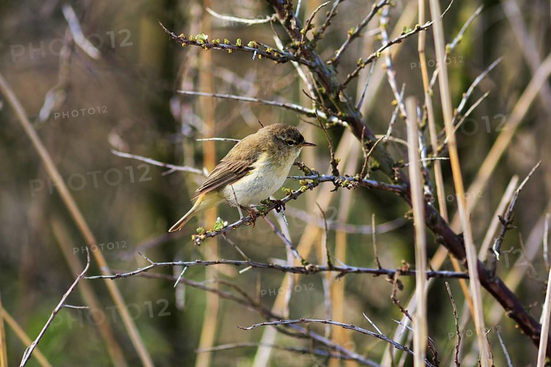 Chiffchaff, willow warbler sitting on a branch in dry reeds, Insel Düne, Heligoland, Schleswig-Holstein, Germany, Europe