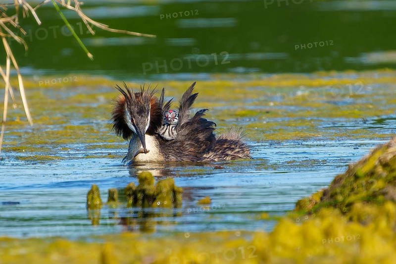 Great Crested Grebe with chicks on its back swimming calmly in the water, Great Crested Grebe, (Podiceps Scalloped ribbonfish), with chicks, wildlife, Germany, Europe