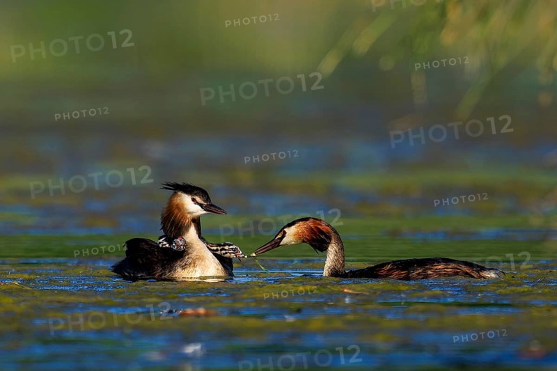 Two great crested grebes in the water in quiet interaction, surrounded by natural environment, Great crested grebe, (Podiceps Scalloped ribbonfish), with chicks, wildlife, Germany, Europe