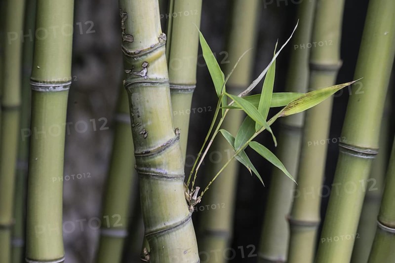 Bamboo (Phyllostachys), Veneto, Italy, Europe
