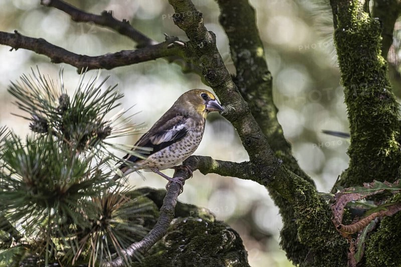 Hawfinch (Coccothraustes coccothraustes), juvenile, Emsland, Lower Saxony, Germany, Europe