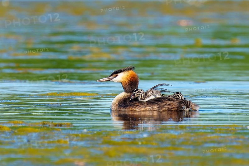 A bird in a wide body of water with young offspring, the scenery looks calm and relaxed, Great Crested Grebe, (Podiceps Scalloped ribbonfish), with chicks, wildlife, Germany, Europe