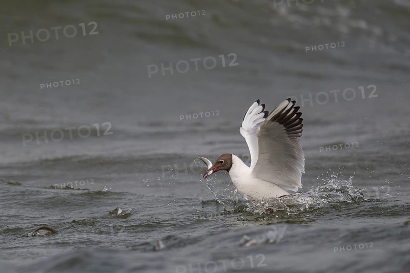 Black-headed gull (Chroicocephalus ridibundus) in summer plumage, swimming with a small fish in its beak, near Hvide Sande, Ringkøbing Fjord, North Sea, Denmark, Europe