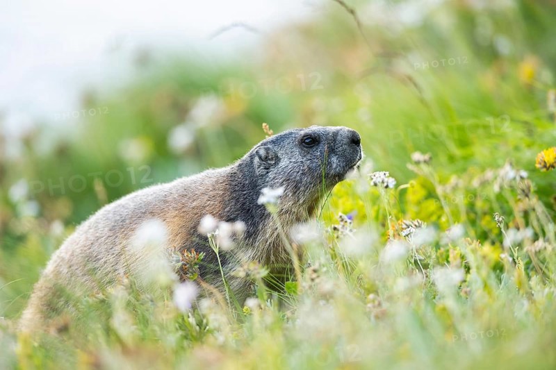 Alpine marmot (Marmota marmota) in autumn, Grossglockner, High Tauern National Park, Austria, Europe