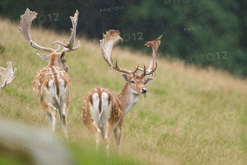 European fallow deer (Dama dama) stags on a meadow, tirol, Kitzbühel, Wildpark Aurach, Austria, Europe
