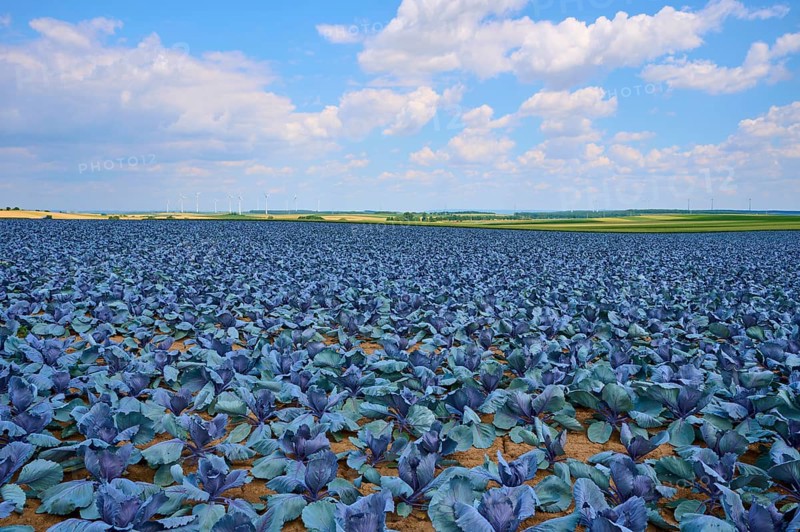 Sprawling field with red cabbage plants under a blue sky with white clouds, Hausen, Würzburg district, Mainfranken, Bavaria, Germany, Europe
