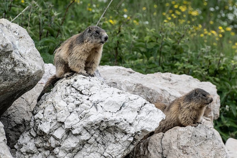 Marmot (Marmota marmota), Monte Baldo, Veneto, Italy, Europe