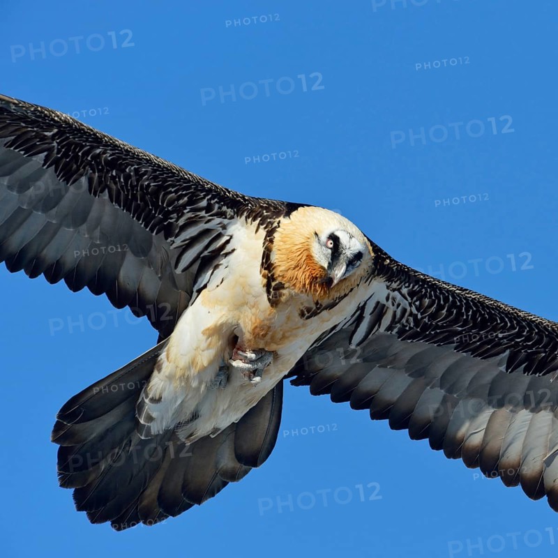 Close up... Bearded vulture (Gypaetus barbatus) in flight against a blue sky, carrying a bone in its claws, detailed, impressive, clear close-up, wildlife, Valais, Swiss Alps, Switzerland, Western Europe, Europe
