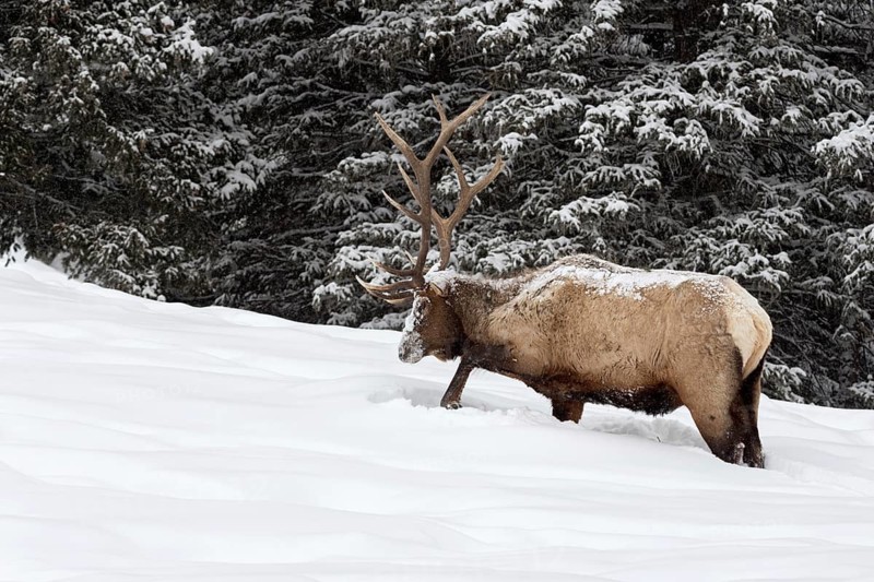 Foraging in the depths of winter... Wapiti (Cervus canadensis), large American deer scratching its hooves in the high snow at the edge of the forest in search of food, nature in Yellowstone NP, Wyoming, North America, United States of America