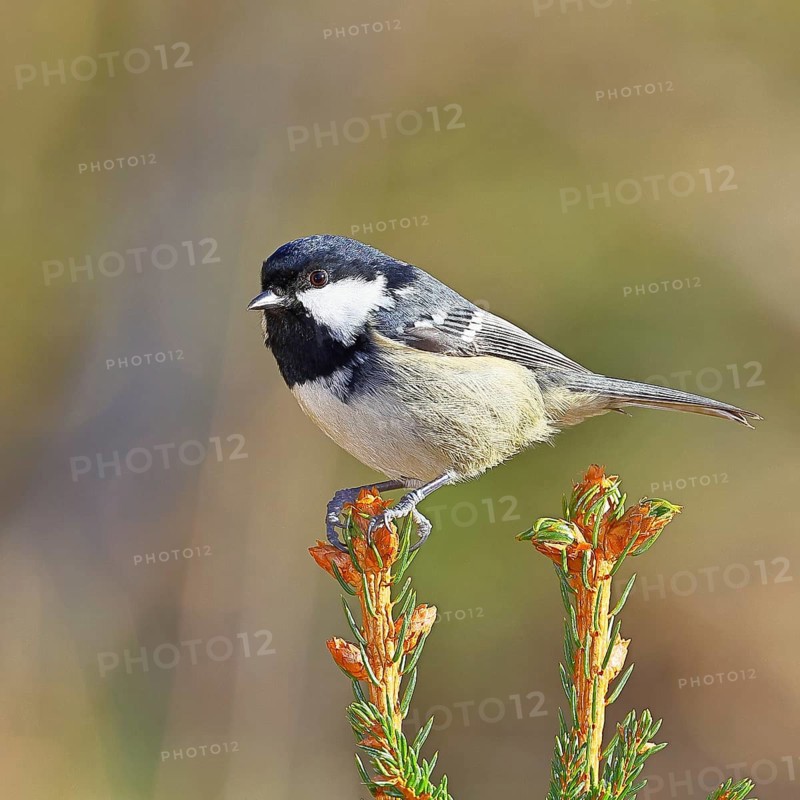 Fir tit (Parus ater), sitting on the top of a young spruce, European spruce (Picea abies), Wilnsdorf, North Rhine-Westphalia, Germany, Europe
