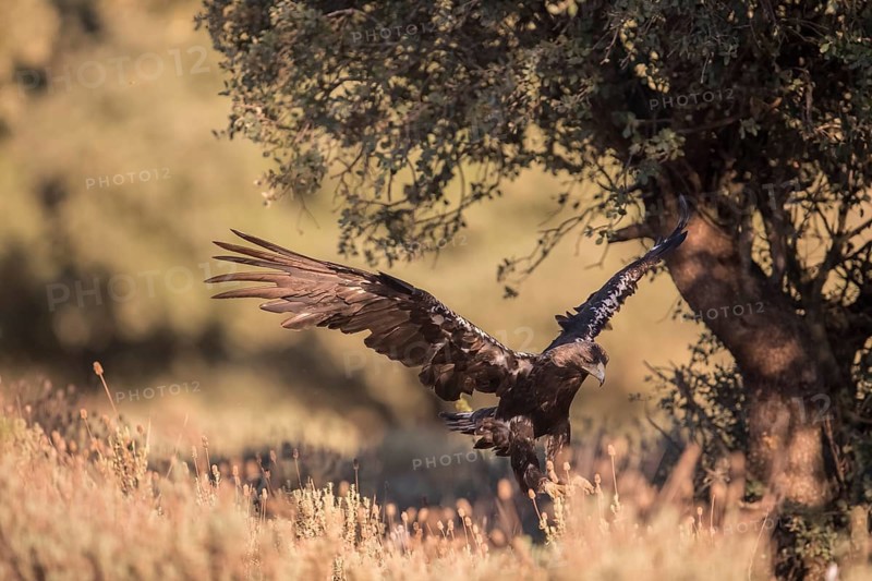 Iberian Eagle (Aquila adalberti), Spanish imperial eagle, Extremadura, Castilla La Mancha, Spain, Europe