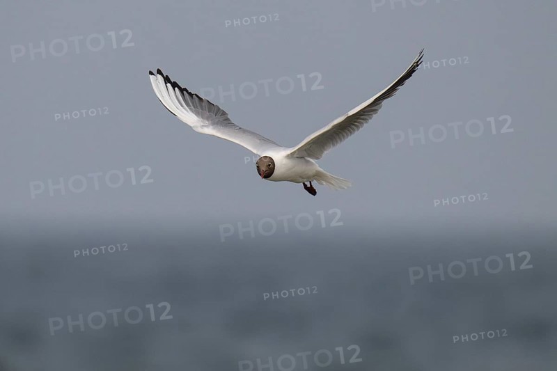 Black-headed gull (Chroicocephalus ridibundus) in summer plumage, flying above the sea surface, looking for small fish, near Hvide Sande, Ringkøbing Fjord, North Sea, Denmark, Europe