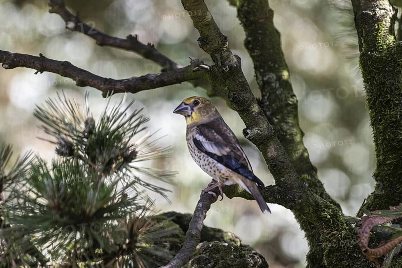 Hawfinch (Coccothraustes coccothraustes), juvenile, Emsland, Lower Saxony, Germany, Europe