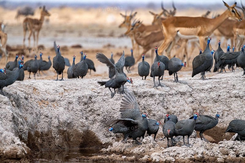 Helmeted guinea fowl (Numida meleagris), flock at the waterhole, Nxai Pan National Park, Botswana, Africa