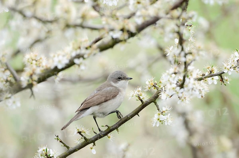 In the flowering hawthorn... Rattling warbler (Sylvia curruca) native songbird in the typical habitat of a dense hedge, fresh spring colours, beautiful observation, wildlife, Rhineland, North Rhine-Westphalia, Germany, Western Europe, Europe