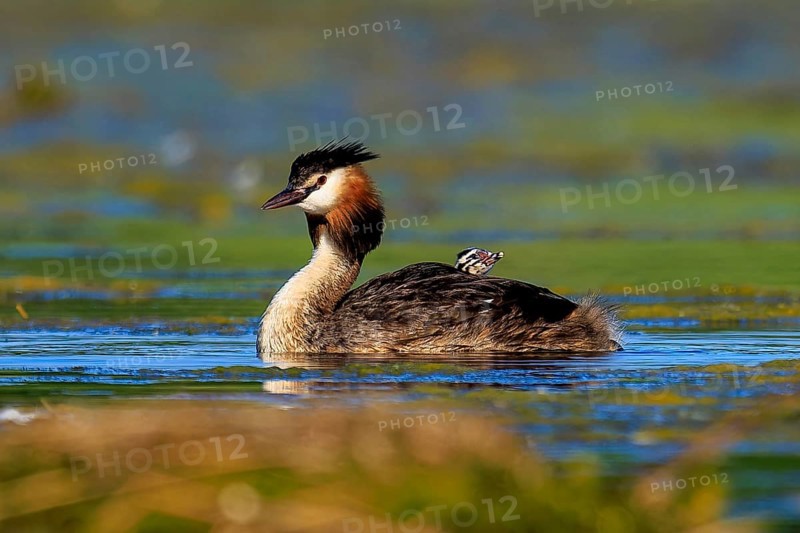 A great crested grebe swimming on a lake surrounded by natural vegetation, Great crested grebe, (Podiceps Scalloped ribbonfish), with chicks, wildlife, Germany, Europe