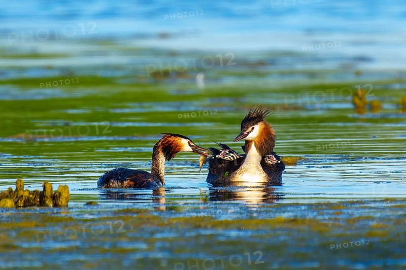 Great Crested Grebe, (Podiceps Scalloped ribbonfish), with chicks, wildlife, Germany, Europe