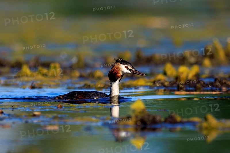 A great crested grebe swims in clear water surrounded by green vegetation and reflections, Great crested grebe, (Podiceps Scalloped ribbonfish), with chicks, wildlife, Germany, Europe