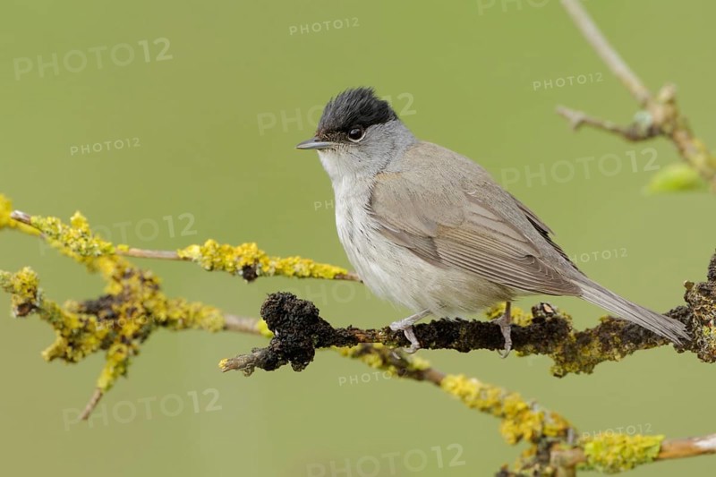 Summer is coming... Eurasian blackcap (Sylvia atricapilla), male in his magnificent plumage sitting in a dry elder bush, native songbird, migratory bird, in March, April many migratory birds return to their breeding grounds in Germany, native birds, wildlife, nature, Lower Rhine, North Rhine-Westphalia, Germany, Western Europe, Europe