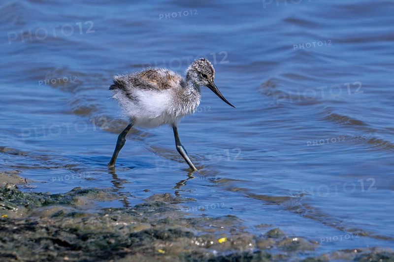 Pied avocet (Recurvirostra avosetta) chick foraging in shallow water of pond in spring