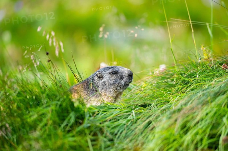 Alpine marmot (Marmota marmota) in autumn, Grossglockner, High Tauern National Park, Austria, Europe
