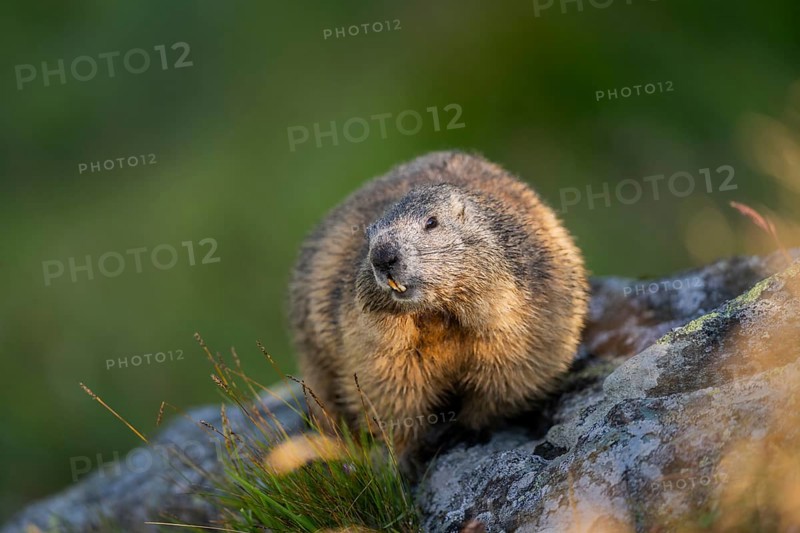 Alpine marmot (Marmota marmota) in autumn, Grossglockner, High Tauern National Park, Austria, Europe